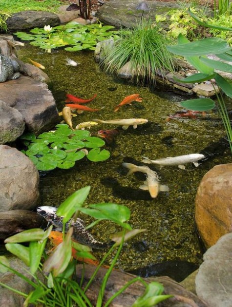 pond_20