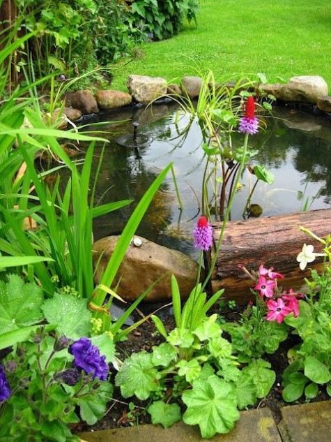 pond_36