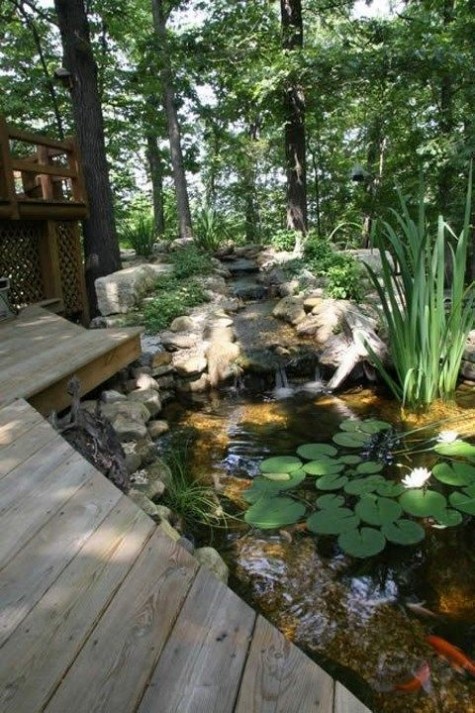 pond_49