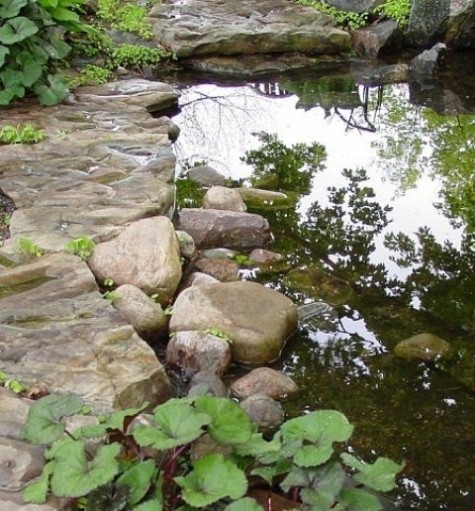 pond_64