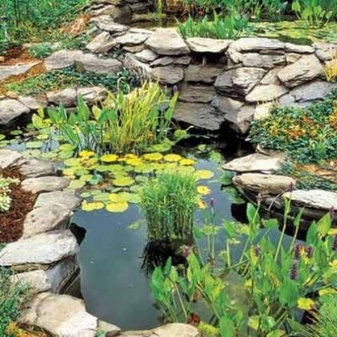 pond_65