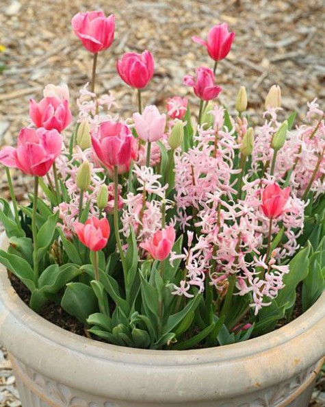 tulip_home_decor_43