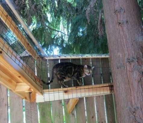 cat_enclosure_02
