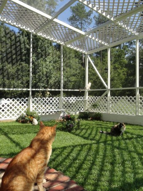 cat_enclosure_08