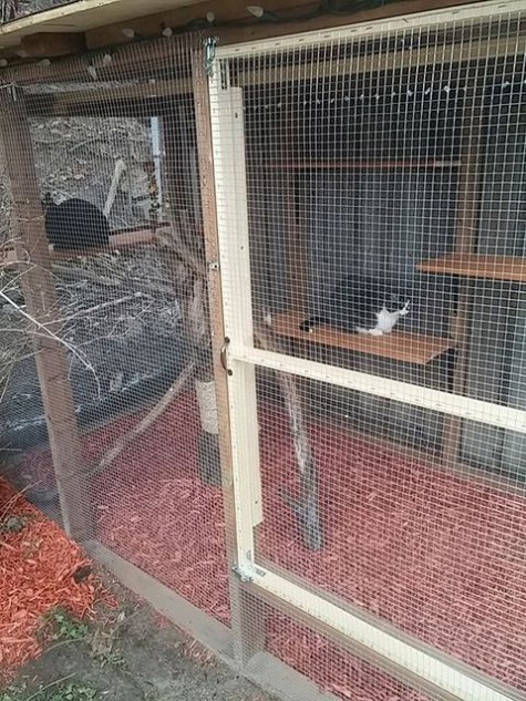 cat_enclosure_16