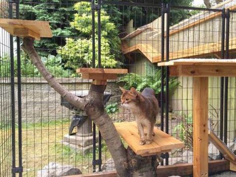 cat_enclosure_31