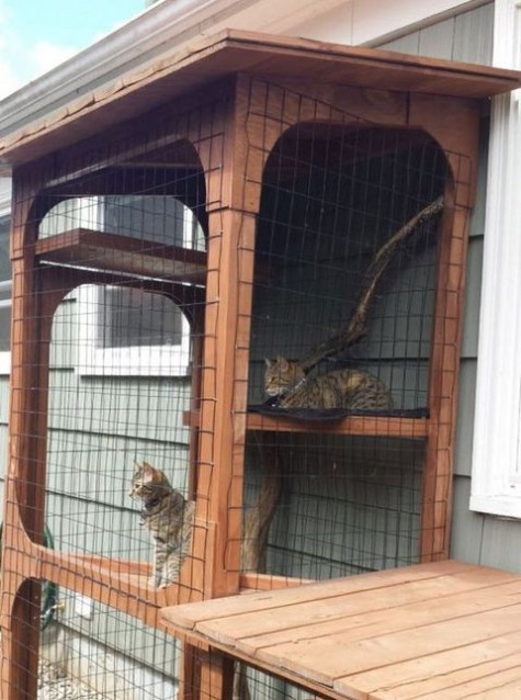 cat_enclosure_33