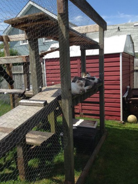 cat_enclosure_34
