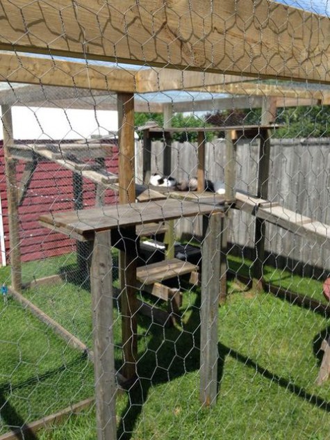 cat_enclosure_39