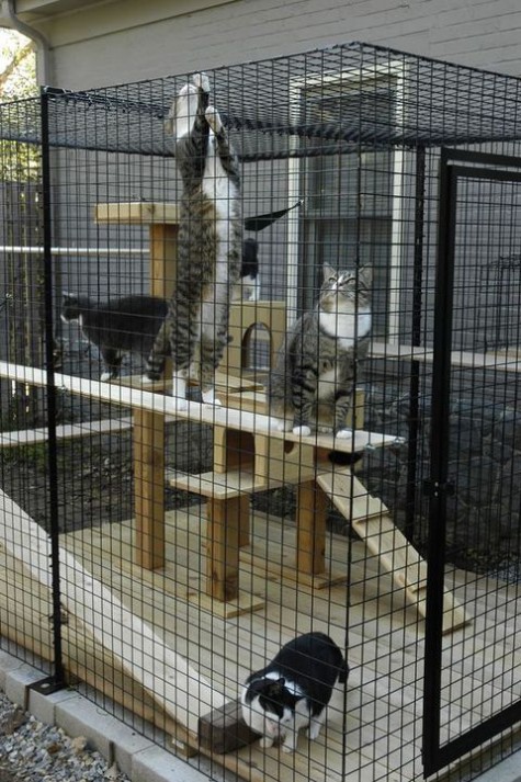 cat_enclosure_48