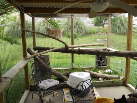 cat_enclosure_49