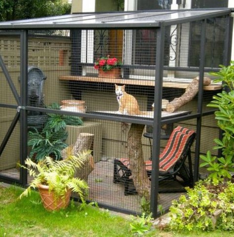cat_enclosure_50
