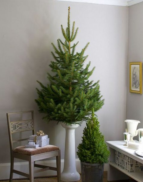 duo of small tree without any decor