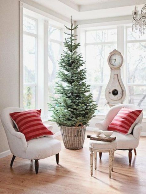 small tree in a basket with no decor
