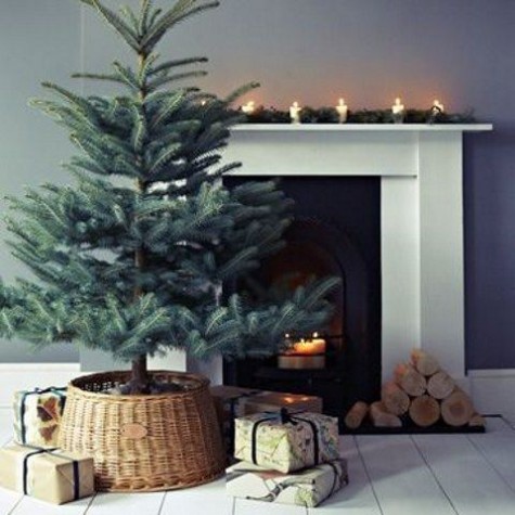 tree potted in a basket