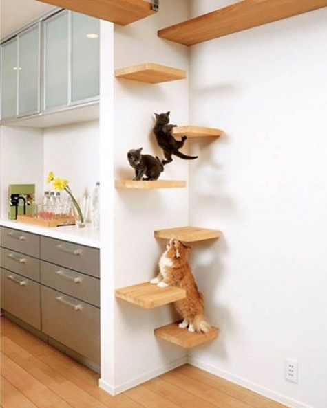 install a cat tree or some shelves for having fun and your pets will be happy