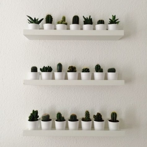 IKEA Ribba ledges with little cacti and succulents on display