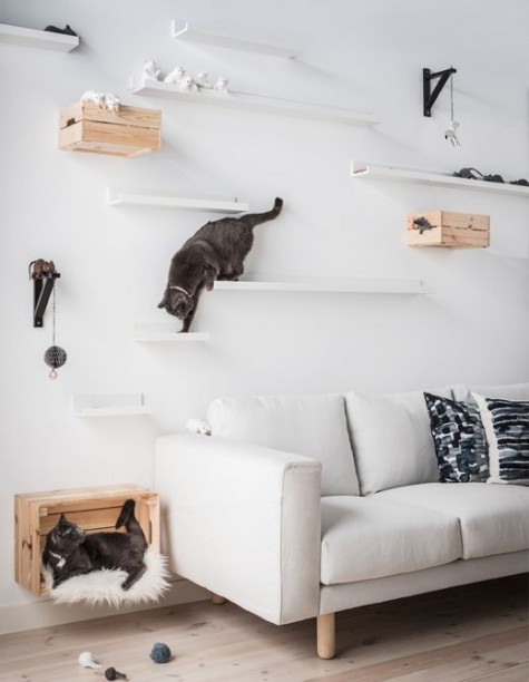Riba ledges to attach to the walls for a whole cat town