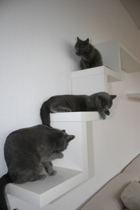IKEA Lack shelves turned into a comfy cat ladder