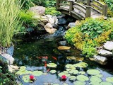 61 Dreamy Backyard Pond Designs