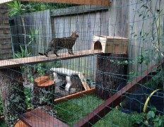 51 Outdoor Cat Enclosures Your Cat Will Love